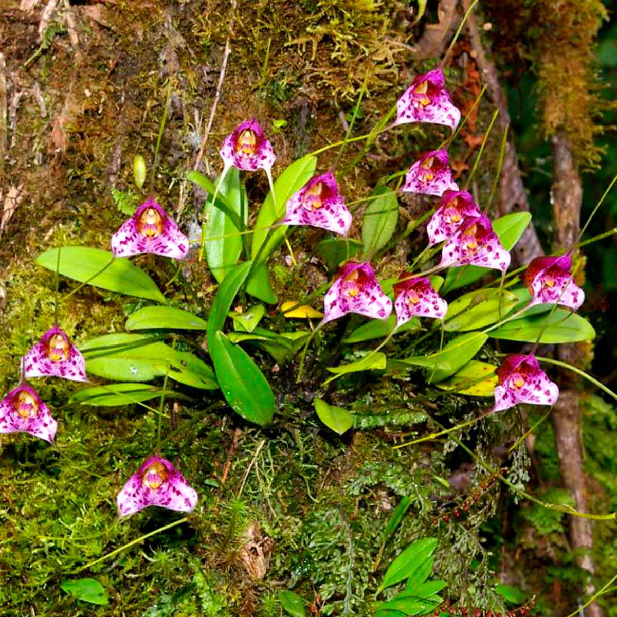Aguas Calientes travel guide