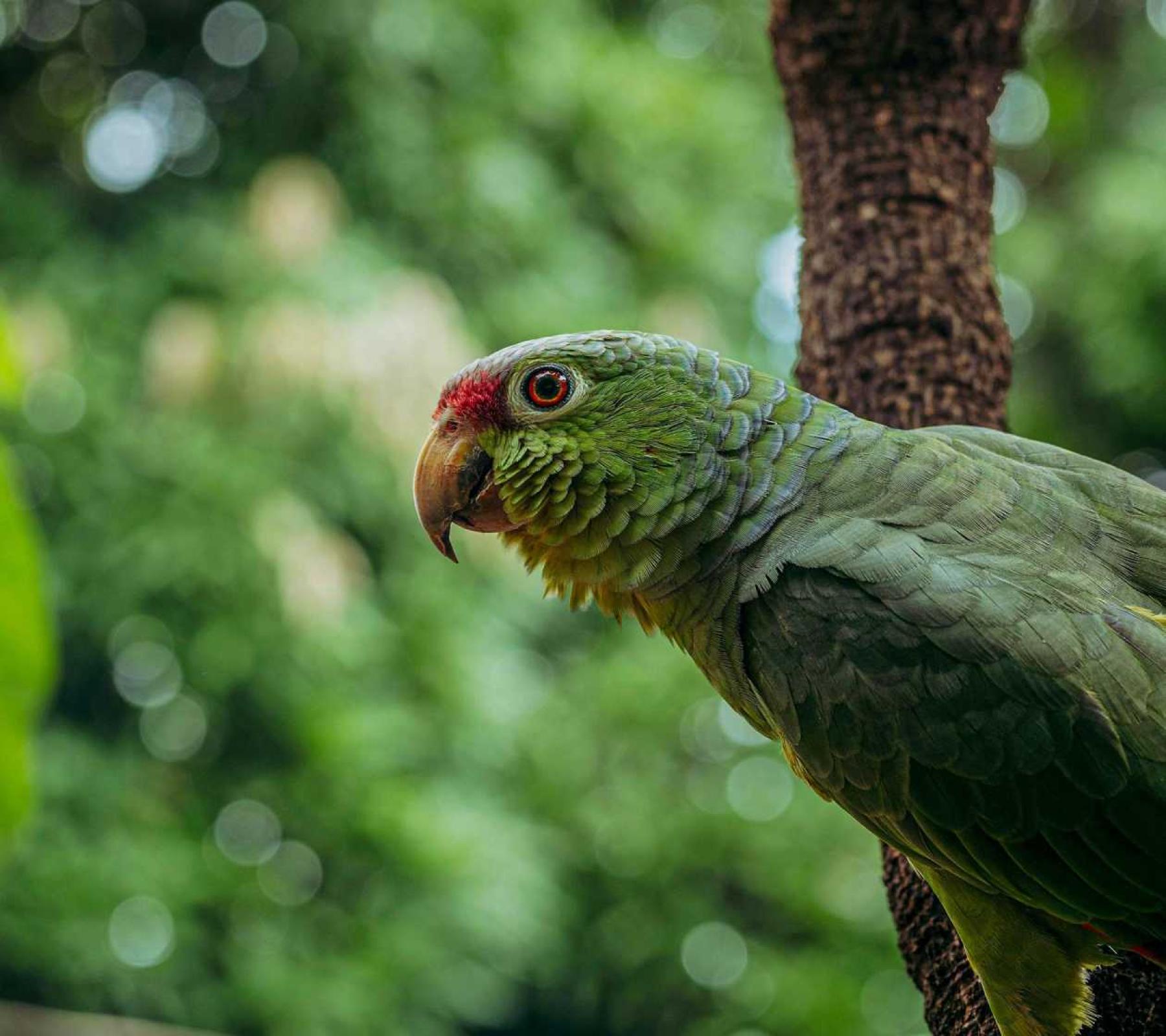 Amazon and Machu Picchu tour: Amazon Rainforest and Machu Picchu Tours 