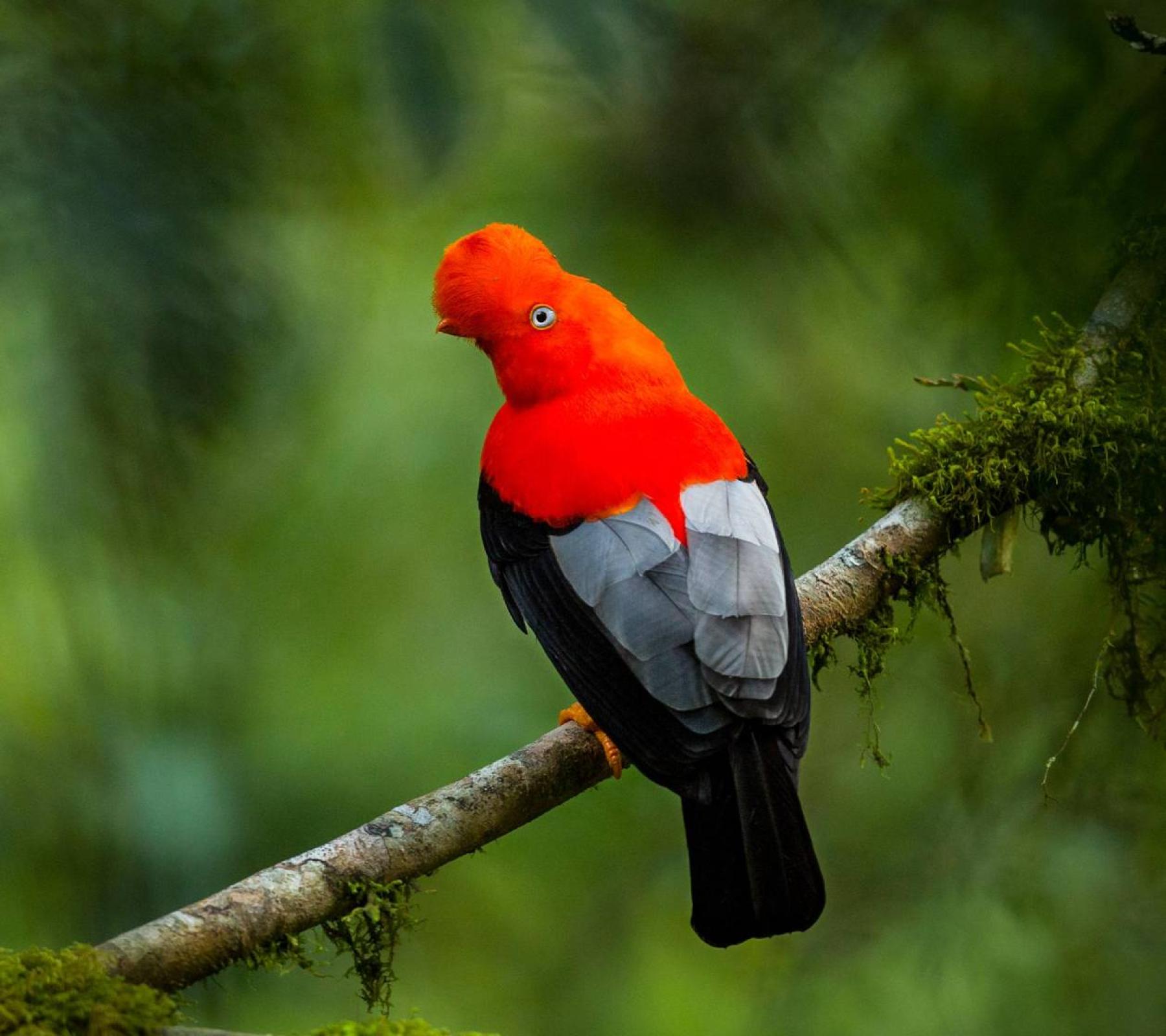 Amazon Jungle to Salkantay Peru