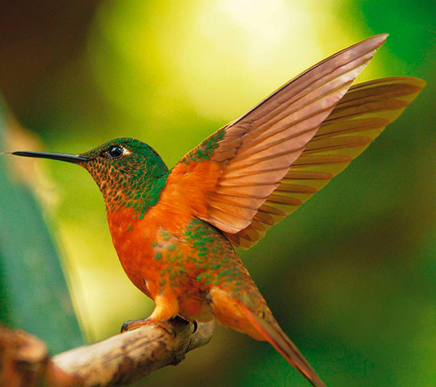 Amazon Rainforest Peru: The Best Destination for your Vacation