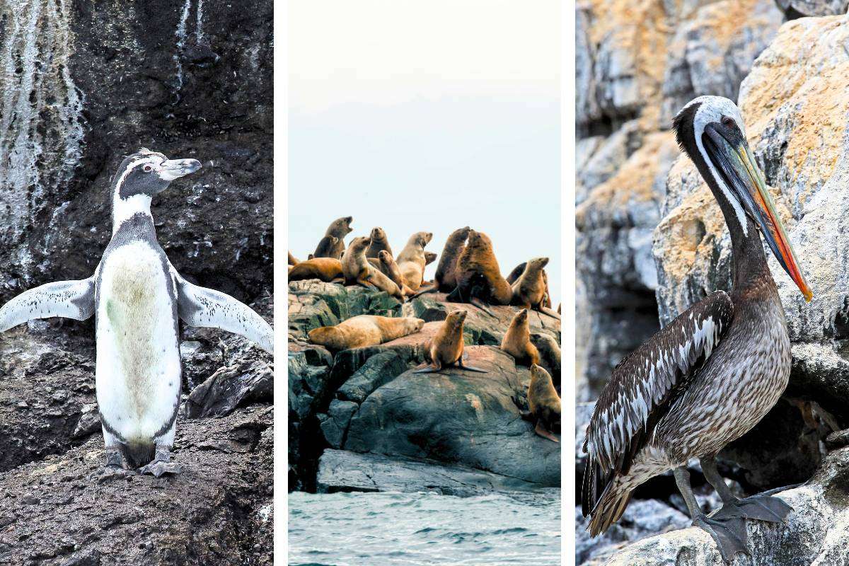 Ballestas Islands