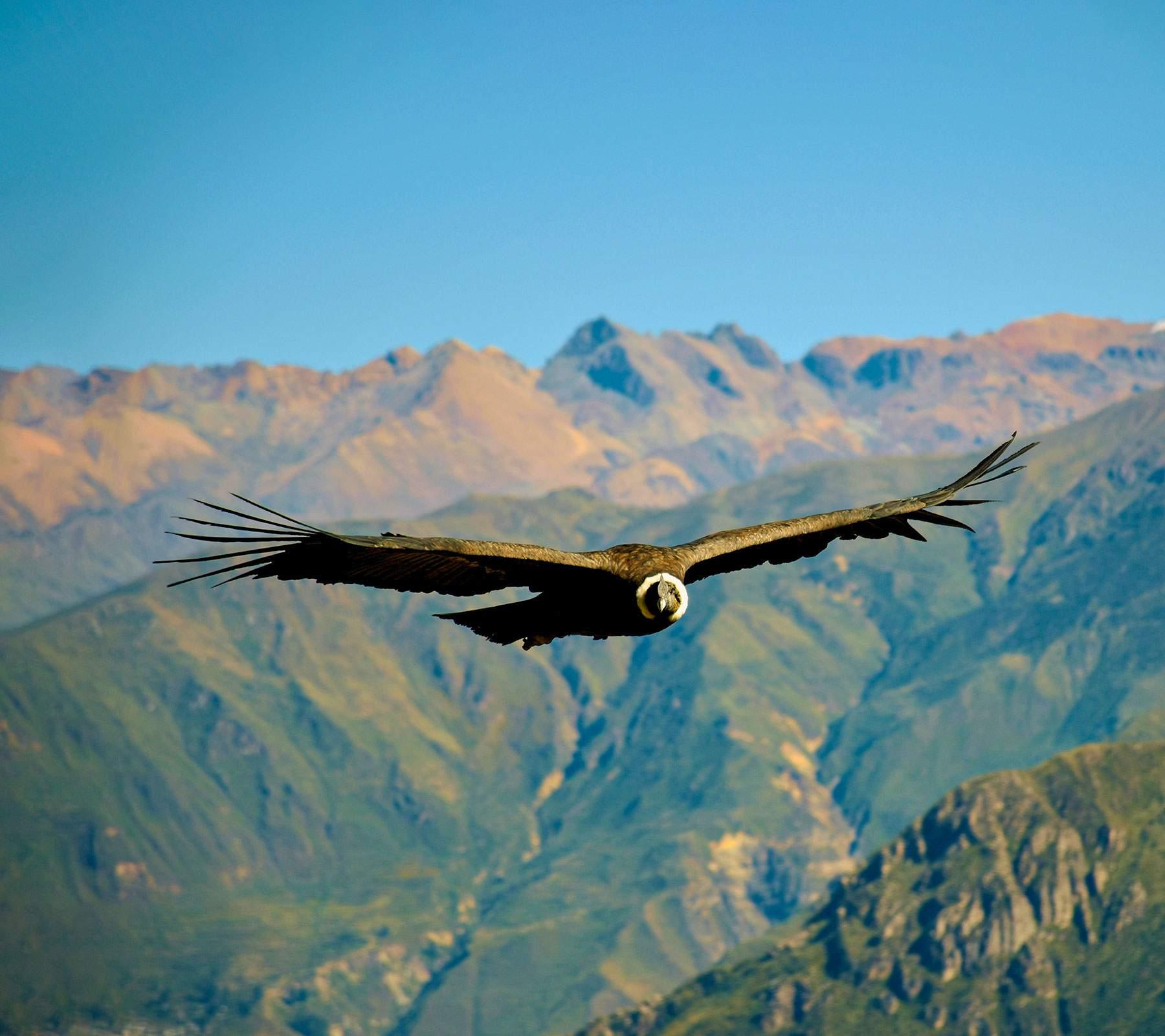 Colca Canyon Condor | Arequipa Canyon