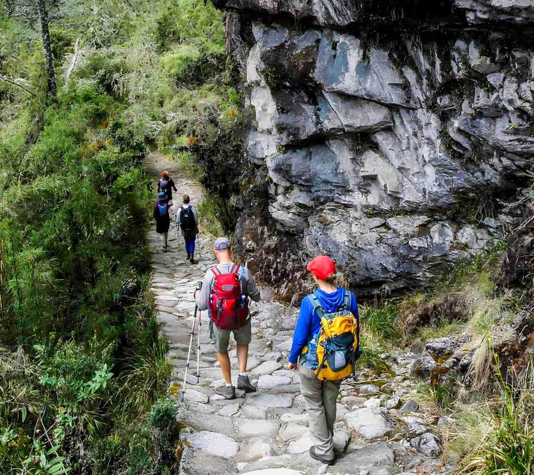 Jungle trek