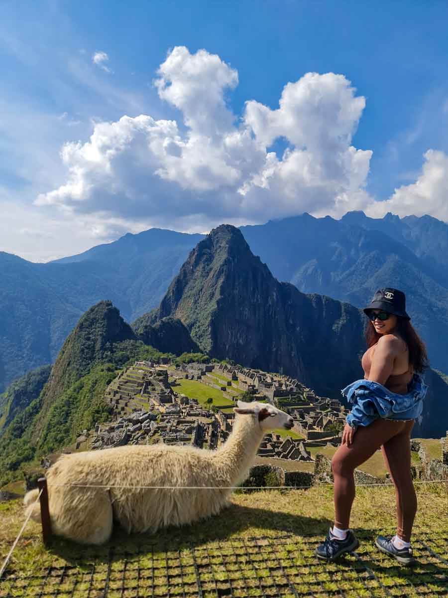 Llamas in Machu Picchu