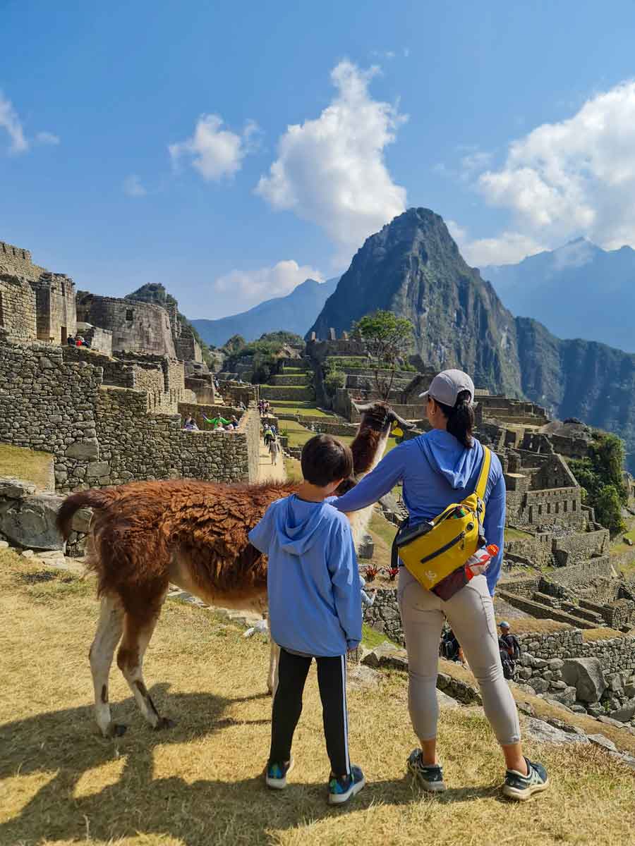 Machu Picchu Llamas