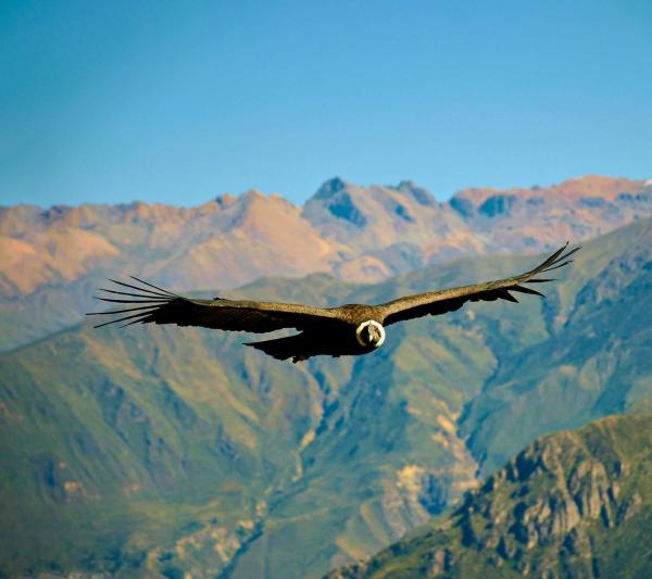 Colca Canyon Condor | Arequipa Canyon