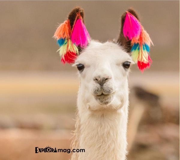 Llamas in Peru