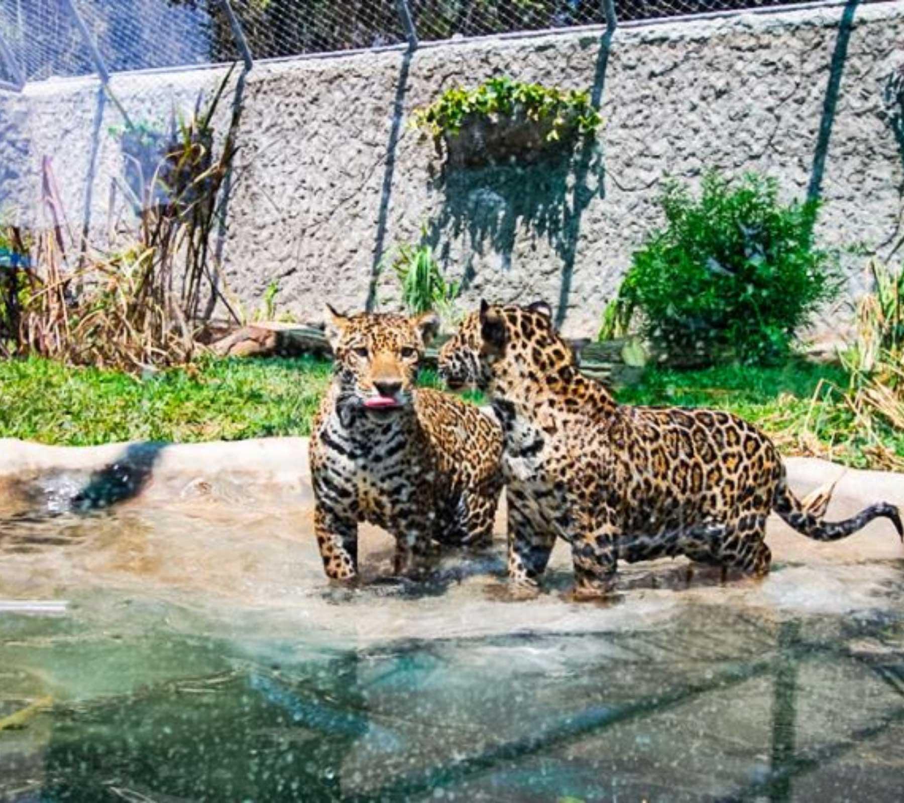 Park of Legends - Lima Zoo