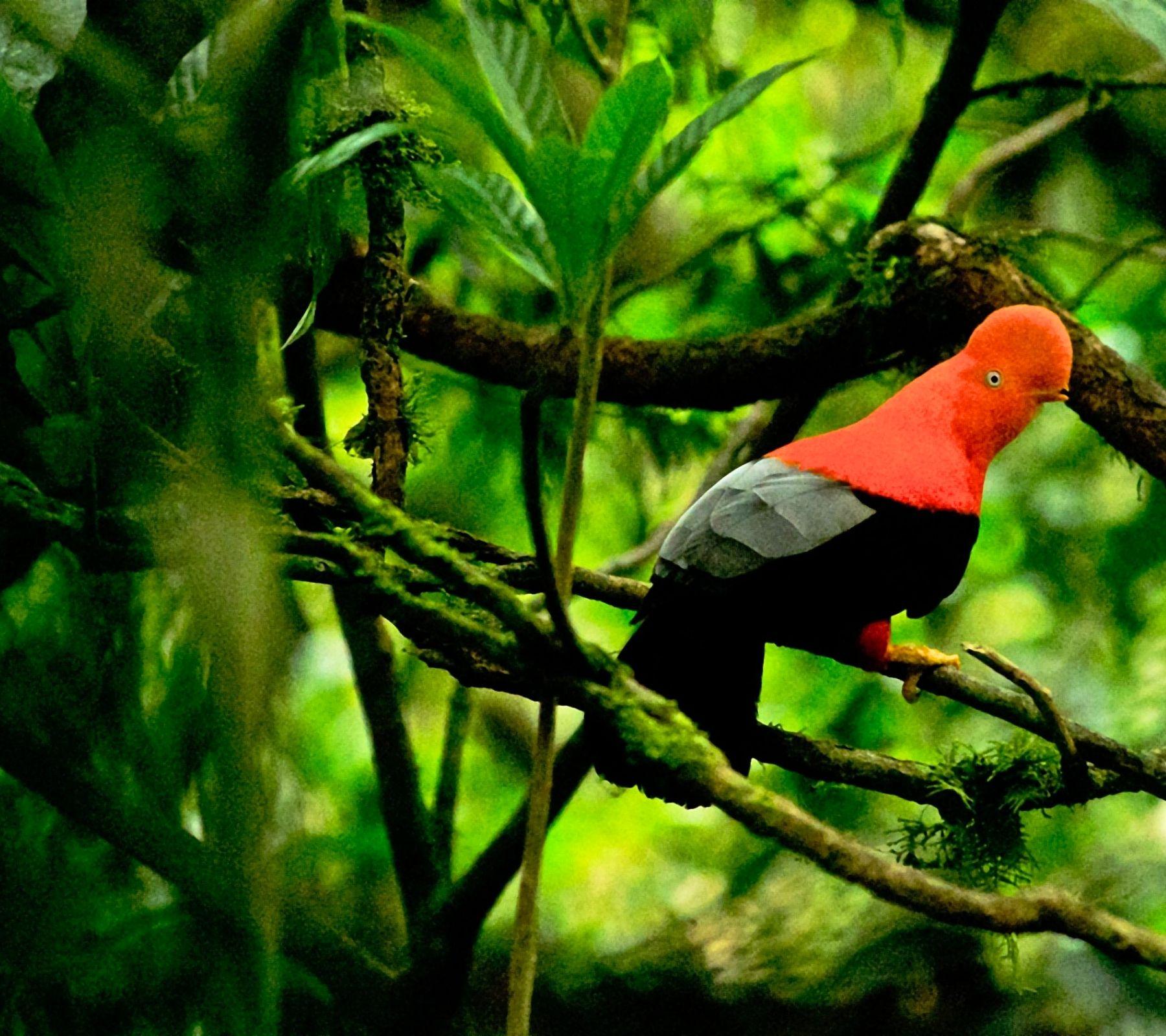 Tingo Maria National Park: Natural Jewel Of Huanuco Recognized Worldwide