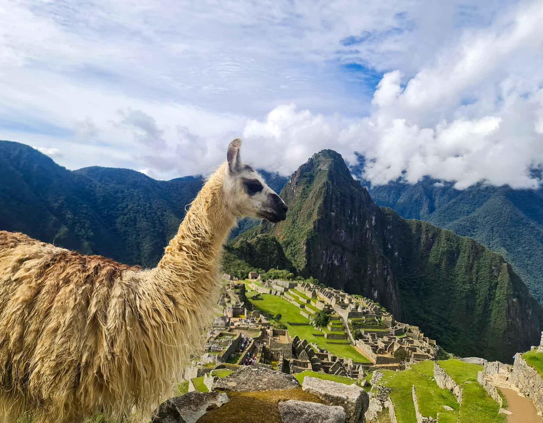 Travel to Peru and Discover Andean Llamas and Their Way of Life